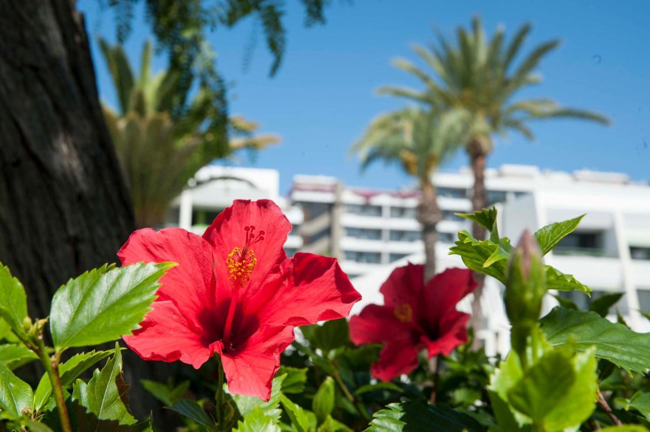 Optimist deluxe Apartment Playa de las Americas  Exterior foto